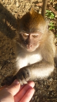 MonkeyThailand